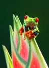 Boytell_Gaudy_Leaf_Frog_on_Heliconia