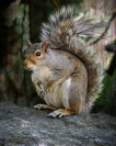 Gregory_lake_squirrel_in_the_woods_1