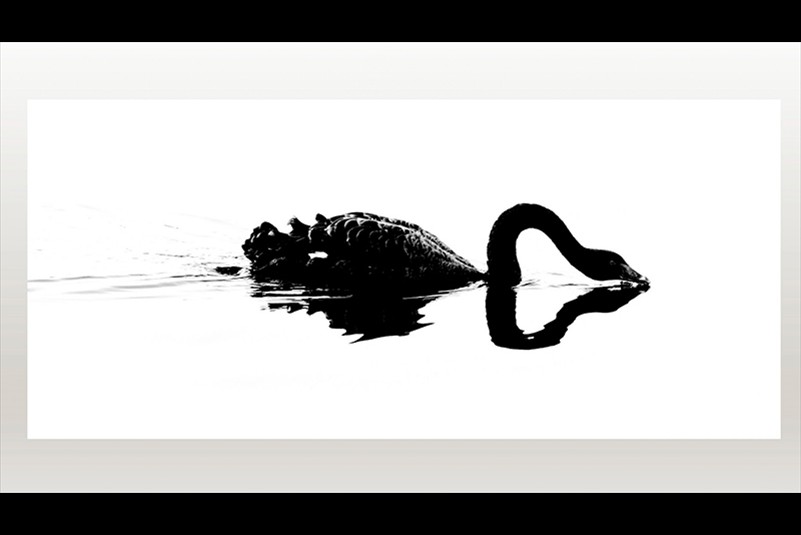 John Lewis Narcissistic swan