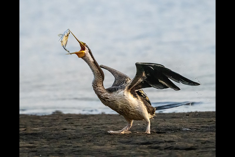 Fujiko Watt Darter Got a Dinner 