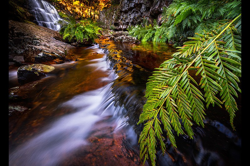 Glen Parker Fern Falls