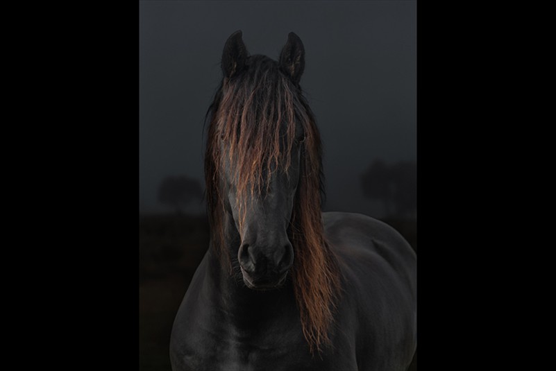 2025 Julie Spencer Colour Print of the Year A Chance Encounter